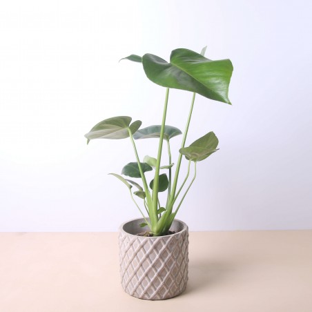 Monstera Deliciosa 40cm