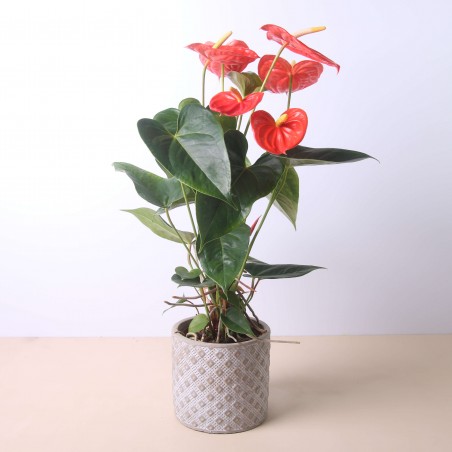 Anthurium 40 cm - Envío...