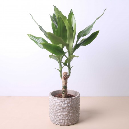 Dracaena Fragans 50cm