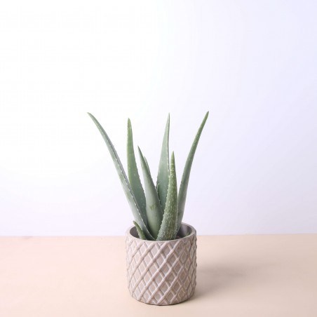 Aloe Vera 40 cm