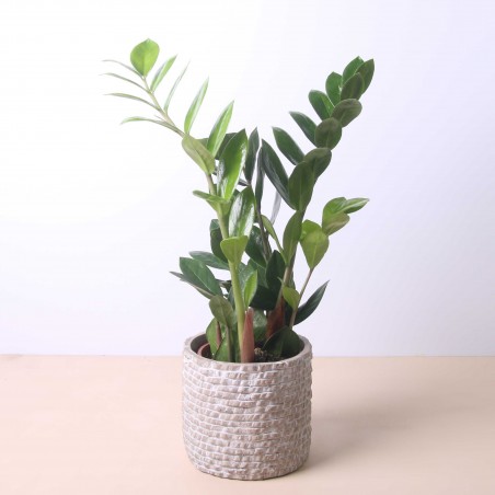 Zamioculca 50cm