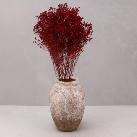 Broom bloom seco rojo