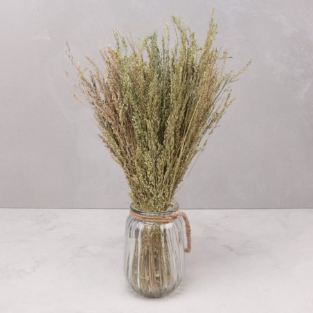 Star grass seco ocre 100g...