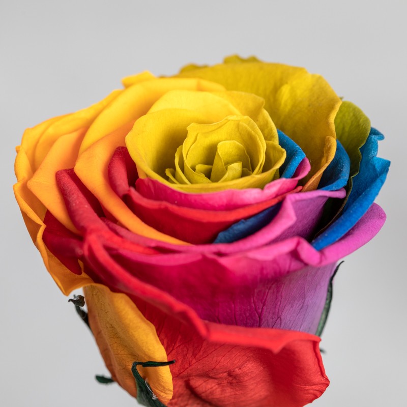 Rosa eterna Multicolor Arcoiris + Chocolate