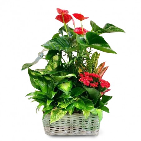 Cesta de anturios y plantas...