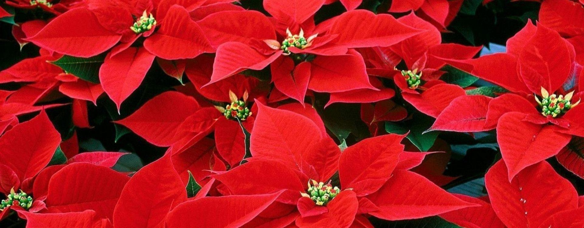 ▷ Guia completa de como cuidar de la planta de Navidad todo el año. ▷ Guia completa de como cuidar de la planta de Navidad todo el año.