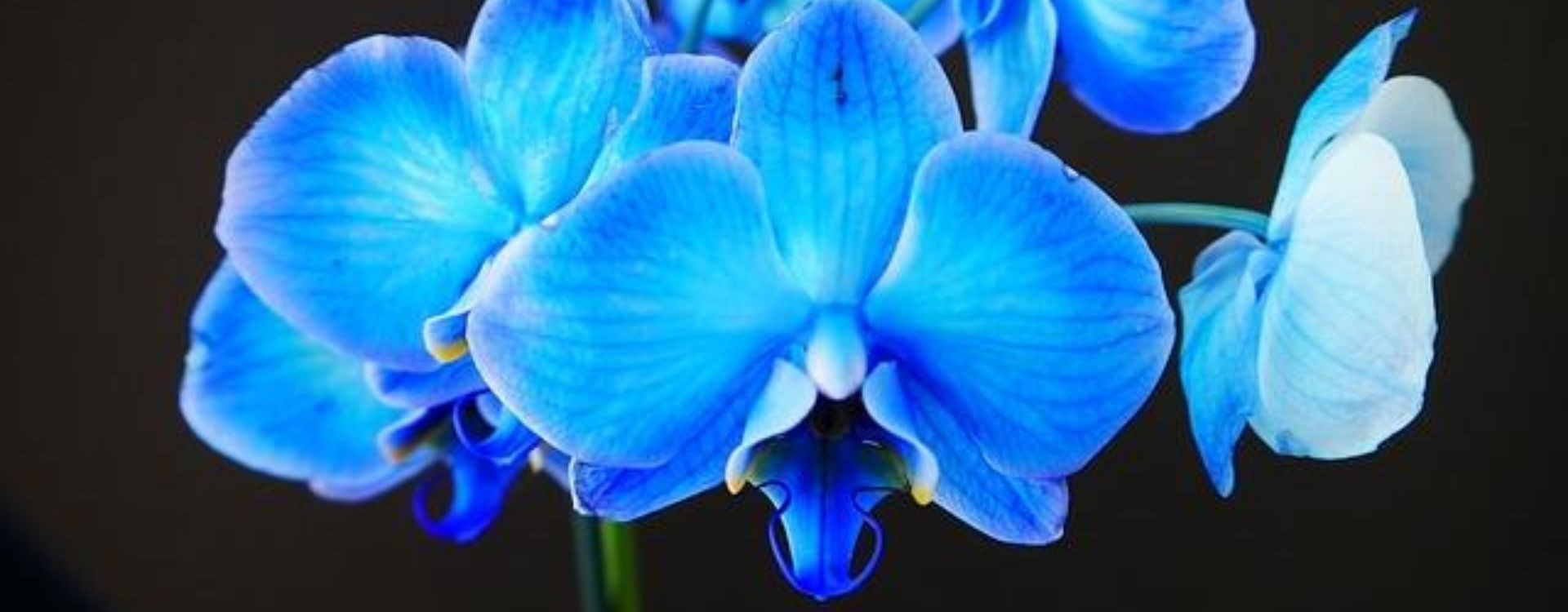 ➡ Flores azules: ¿Cómo son y dónde encontrarlas? - Guía completa