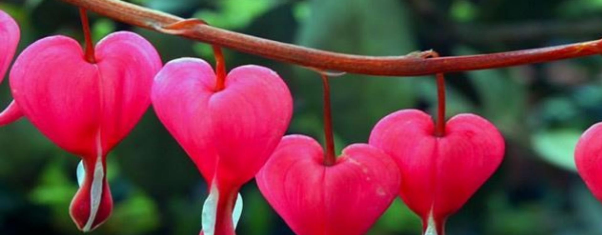 ♡ Las 10 flores más bonitas del mundo - ¡Descúbrelas aquí! ♡ Las 10 flores más bonitas del mundo - ¡Descúbrelas aquí!