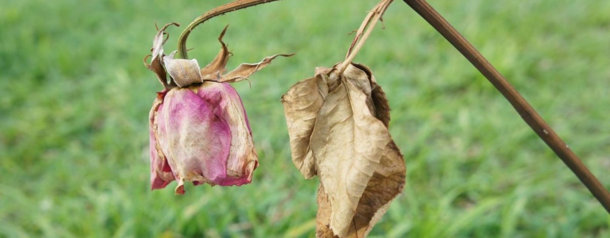 ¿Por qué se mueren tus plantas?