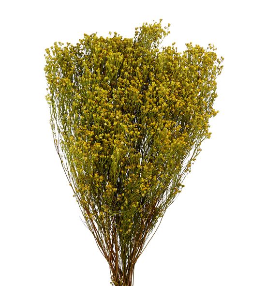 broom bloom seco