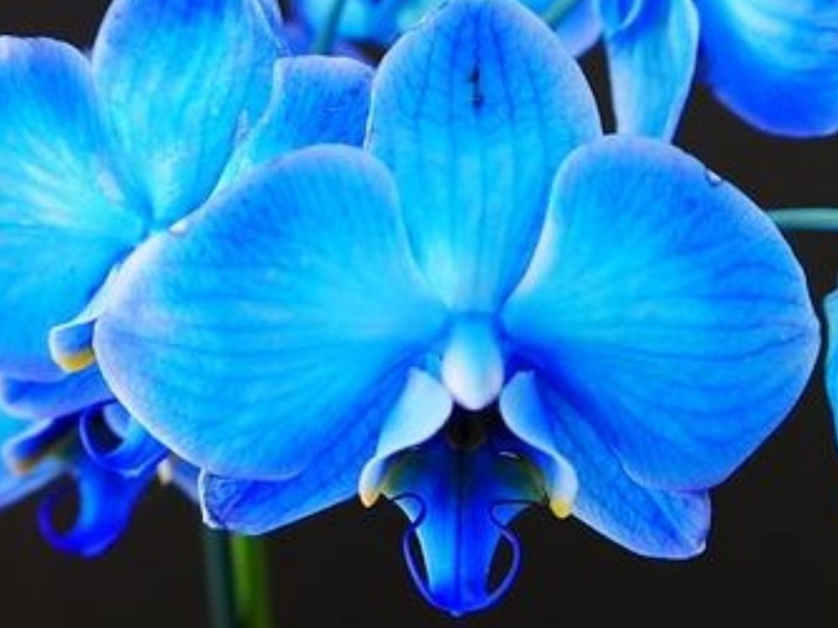 ➡ Flores azules: ¿Cómo son y dónde encontrarlas? - Guía completa