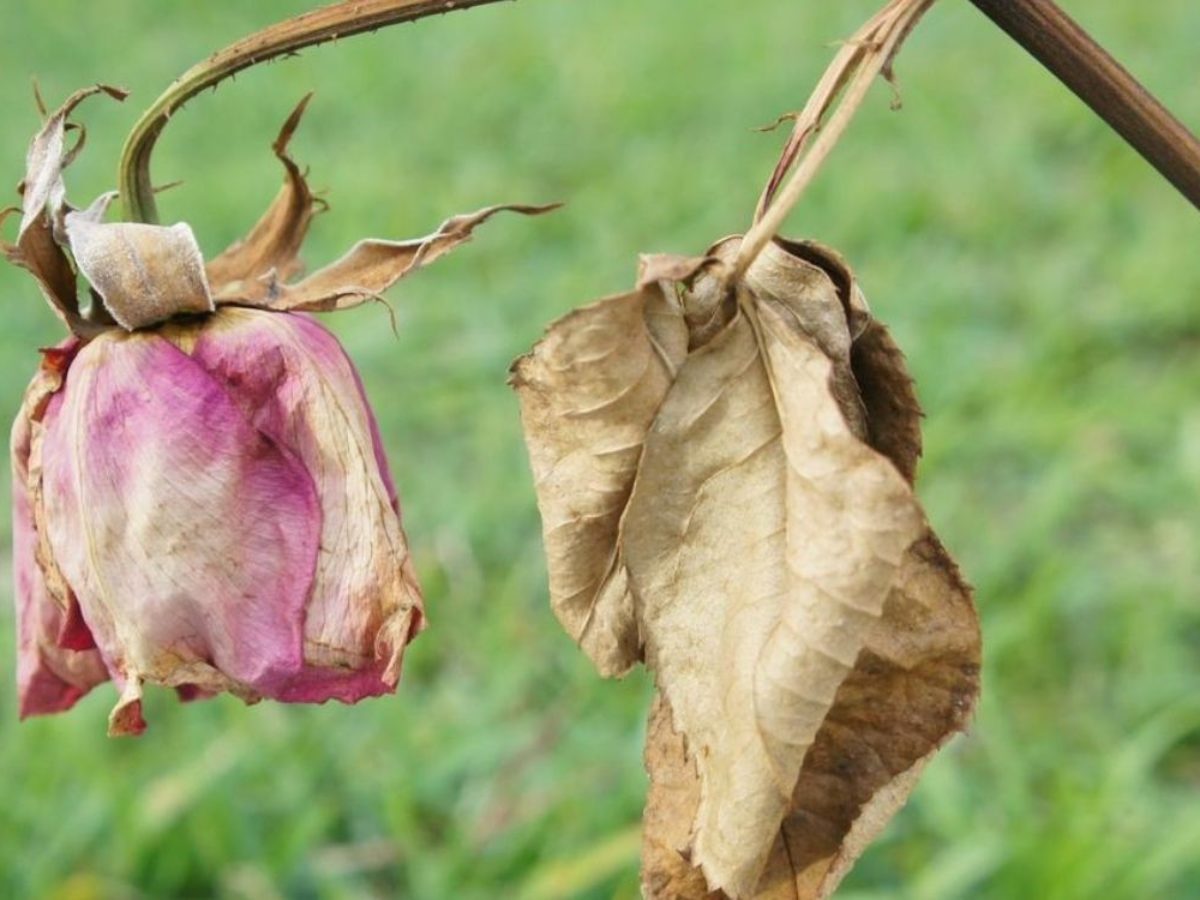 ⚠️¿Tus plantas se están muriendo?10 razones principales|Flor Moments - El Blog ⚠️¿Tus plantas se están muriendo?10 razones principales|Flor Moments - El Blog