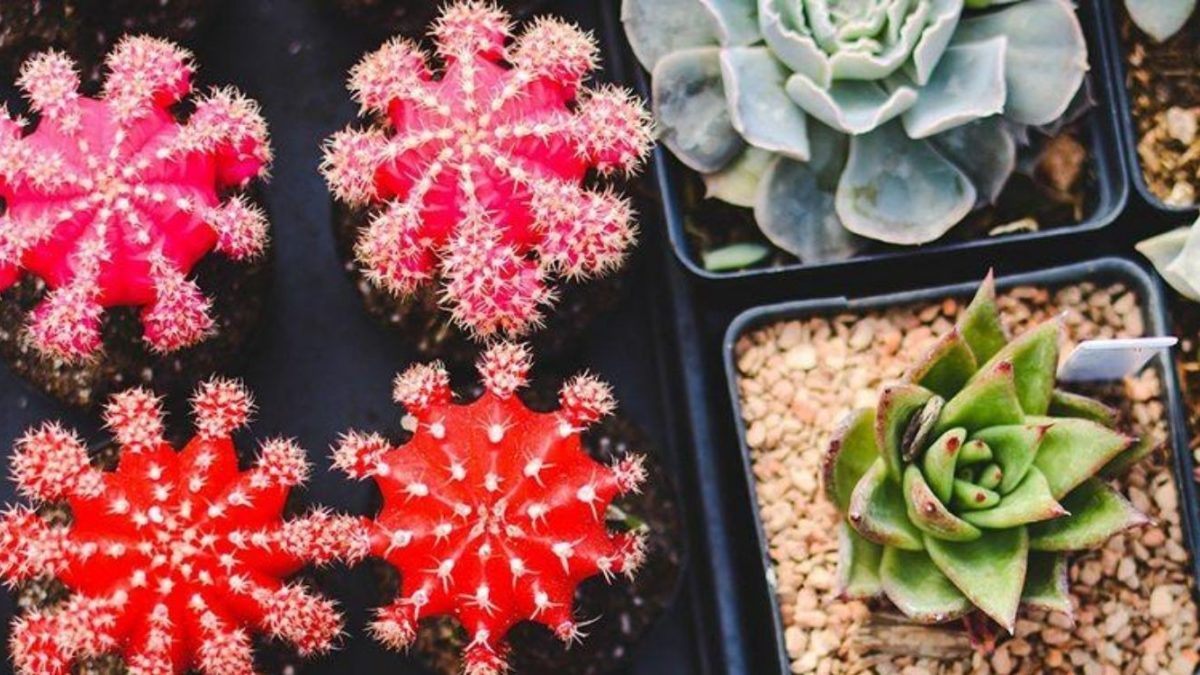 ▷ Qué flores regalar a un hombre, detalles únicos para todos ▷ Qué flores regalar a un hombre, detalles únicos para todos