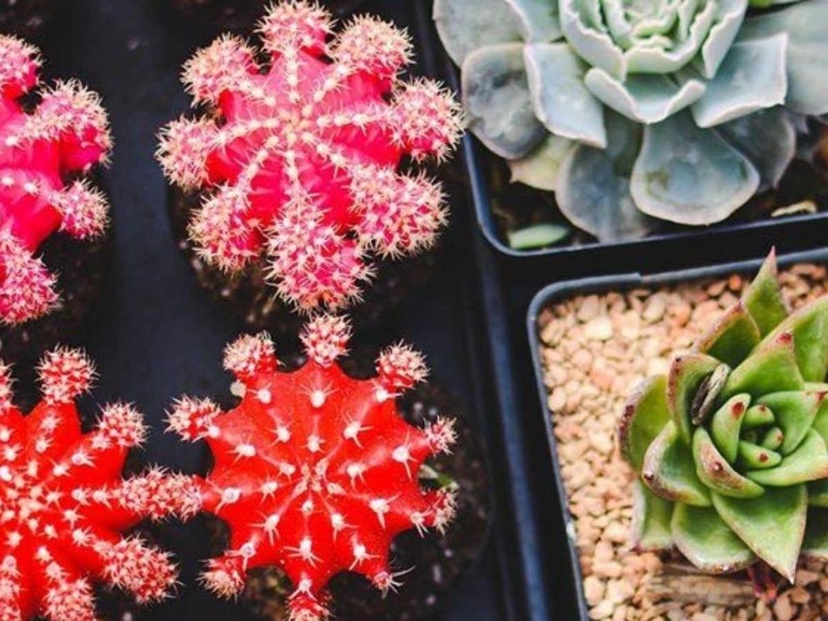 ▷ Qué flores regalar a un hombre, detalles únicos para todos ▷ Qué flores regalar a un hombre, detalles únicos para todos